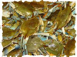 Blue Crabs