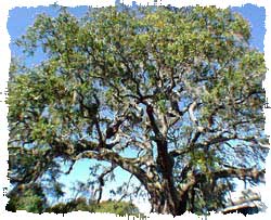 Live oak tress in Little River